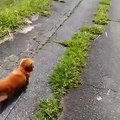Dog owner pretends to suddenly collapse while walking his dog and records the dog's reaction.