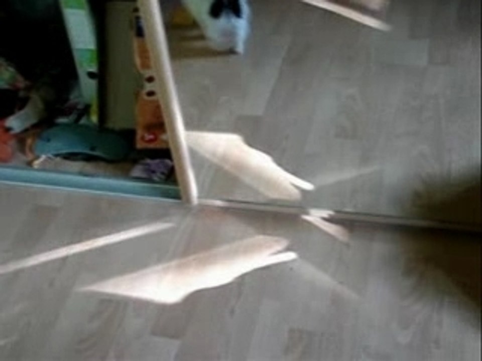 Caoutte en pleine forme