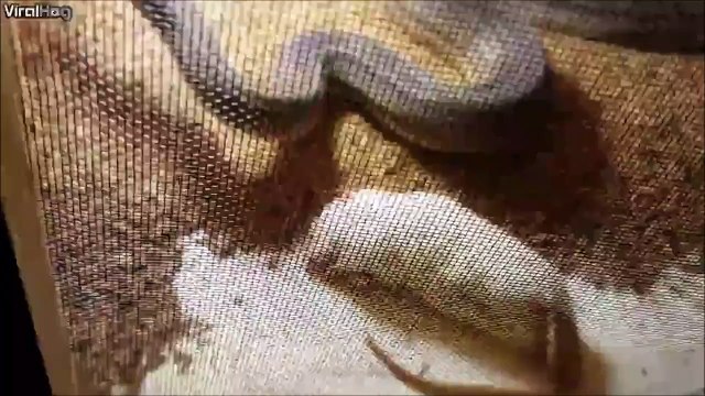 Une attaque de serpent vue de très très près... Flippant
