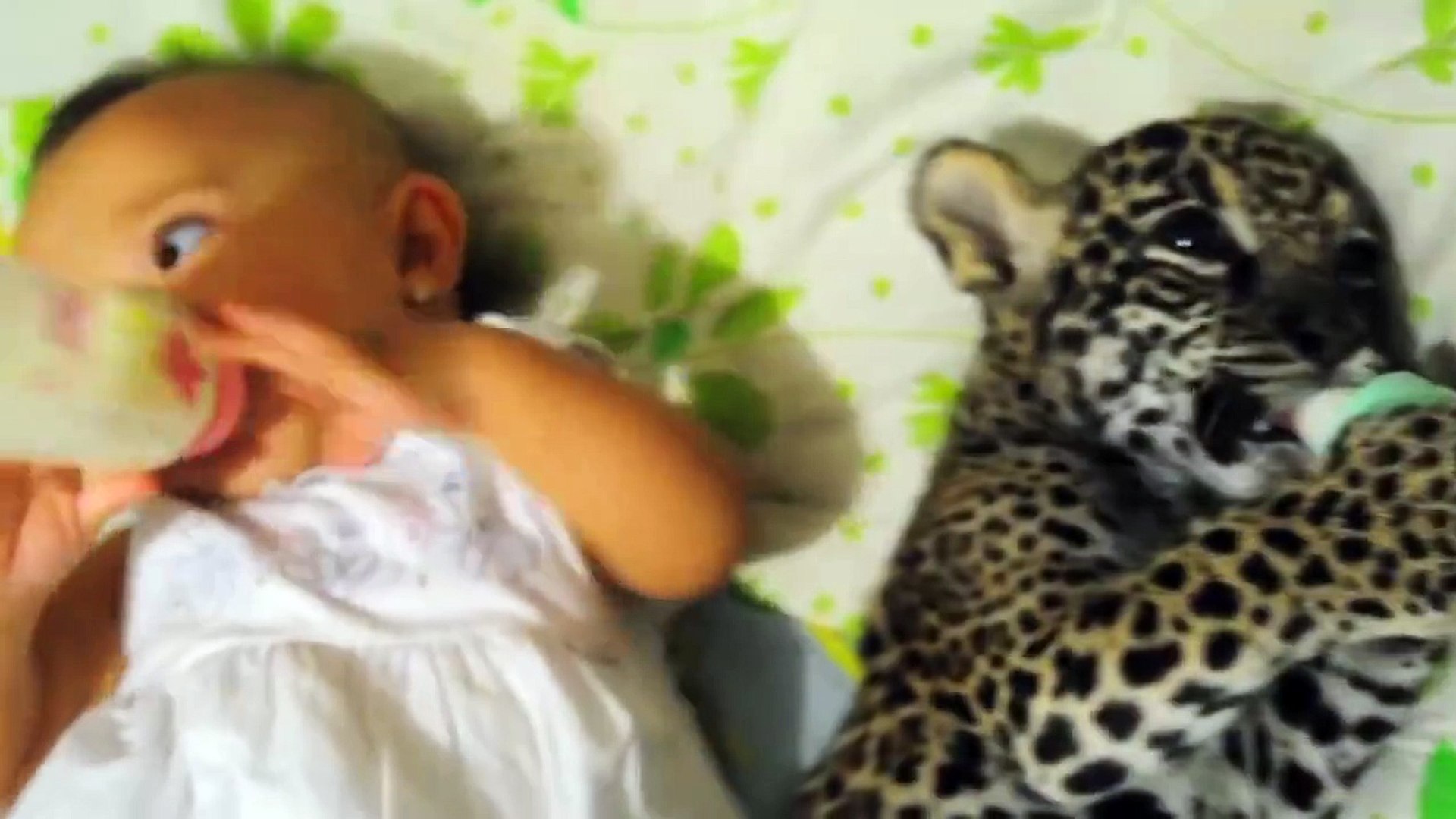 Un Bebe Tigre Et Un Bebe Prennent Leur Biberon Ensemble Video Dailymotion