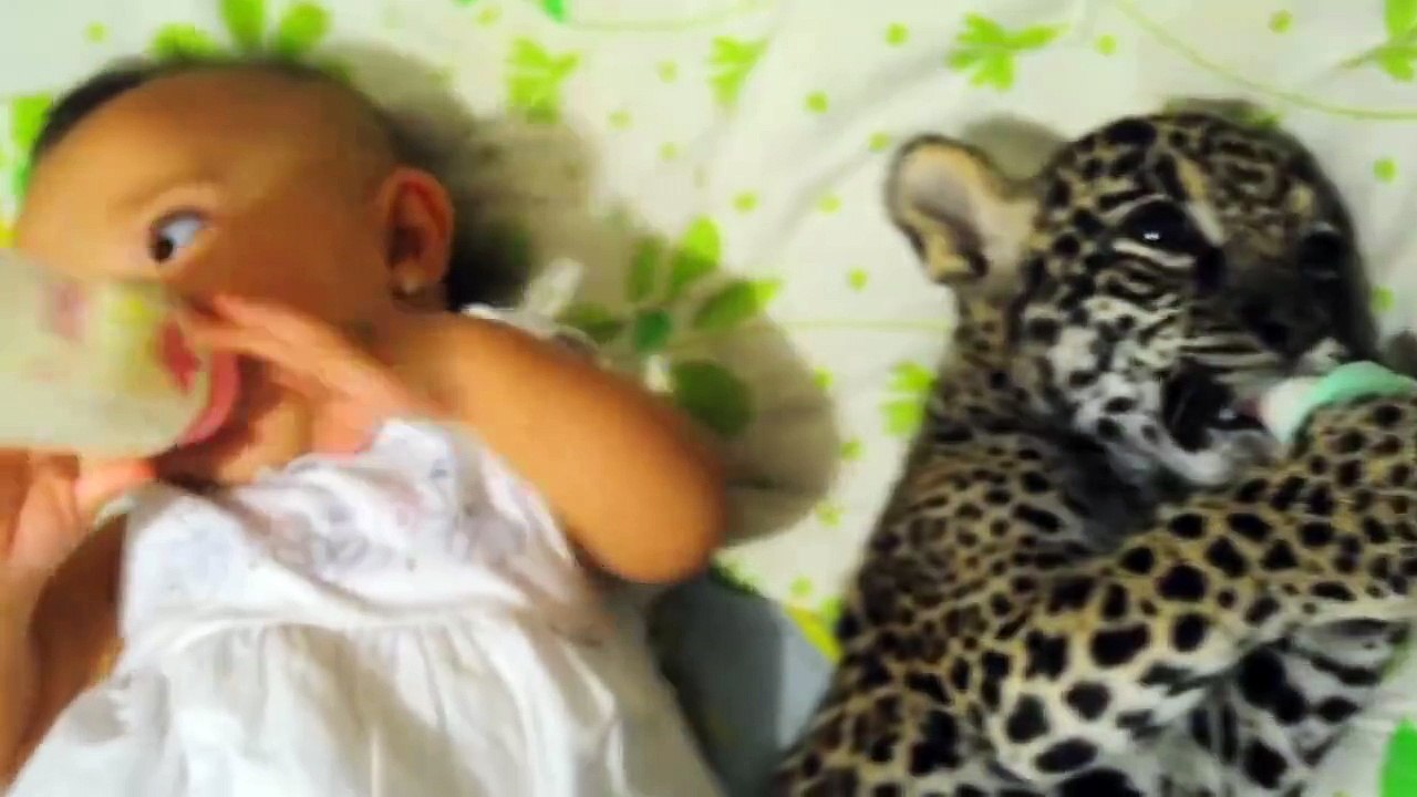 Un bébé tigre et un bébé prennent leur biberon ensemble