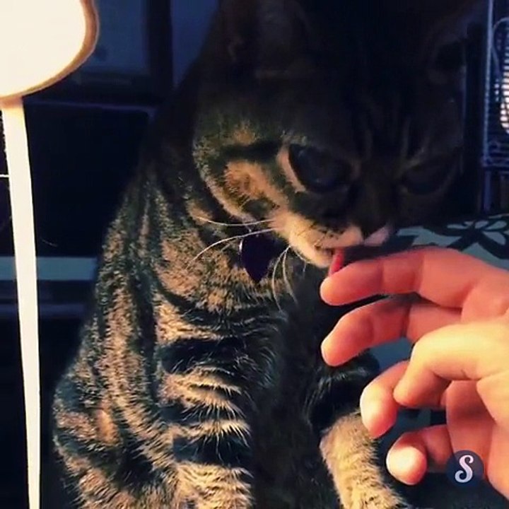 Matilda Alien Cat