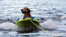 Buddy Boy, le chien qui adore faire du bateau