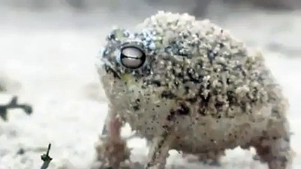 World's cutest frog!