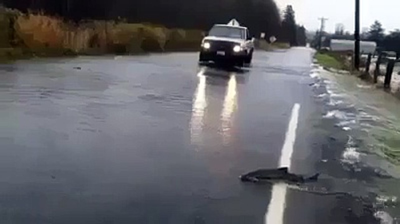 wow salmon in the street ..