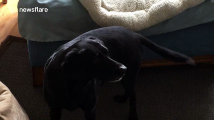 This dog appears to understand spelling