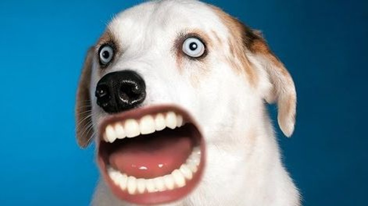 Des chiens avec une bouche d'être humain