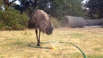 Blacky the emu having fun