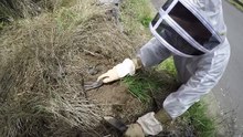 Crazy Wasp Nest Excavation