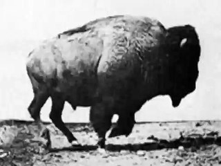 Buffalo Running 1883 Eadweard Muybridge, Very Early Film