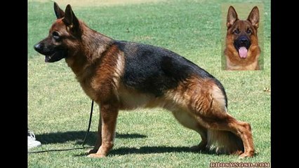Tous les couleurs du berger allemand ( gsd all Colors )