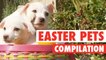 Easter Pets || Adorable Pet Compilation