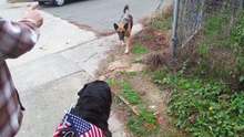 GERMAN SHEPHERD VS ROTTWEILER FIGHT!!! ROTTWEILER DESTROYS GSD