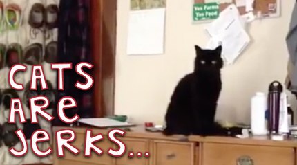 Cats Are Jerks...