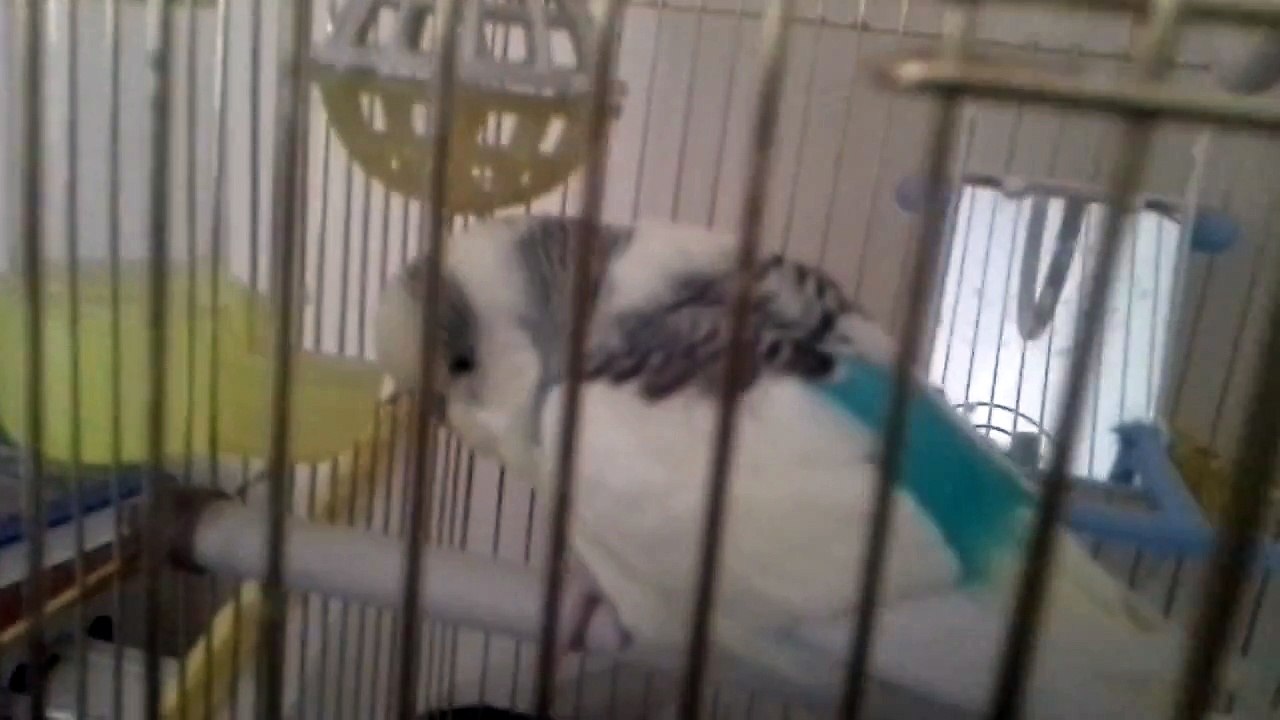 Oggy