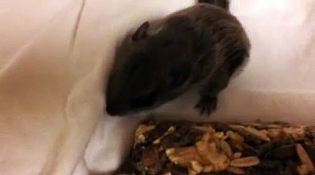 Baby flying squirrel