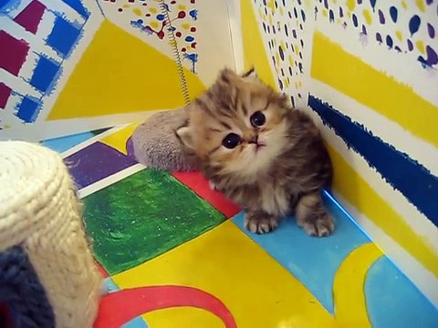 Cute Persian kittens the I Litter 1 of - 7.10.11