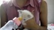 Cute kitten moves her ears while drinks milk!!!