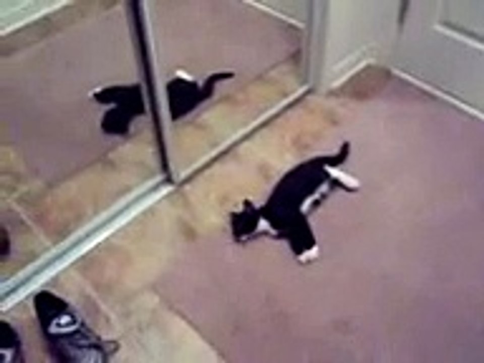 LOL! Kitten Attacks Mirror