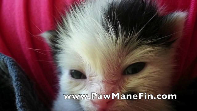 Two Day Old Kitten Covered in Maggots Rescued by an Unlikely Dog