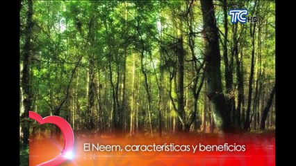 Beneficios del árbol de neem