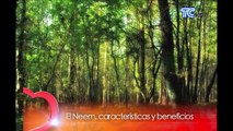 Beneficios del árbol de neem