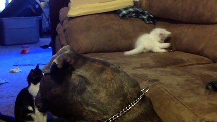 10 week old kitten, 95 lb blue-brindle pitbull - Manny Der