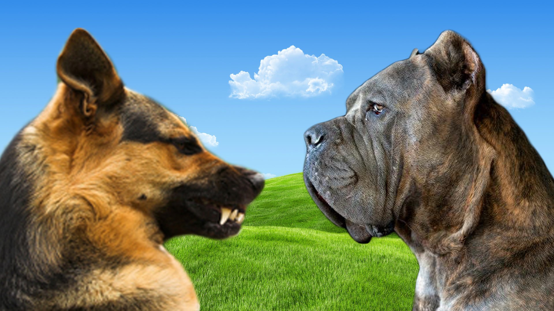 German Shepherd Vs Cane Corso Facts Video Dailymotion