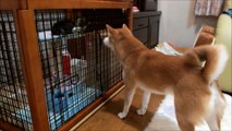 子猫にお願いポーズをする柴犬 Shiba Inu to scrounge to kitten