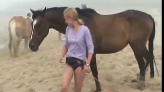 Horse at liberty on the beach