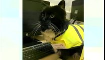 A cat in UK catches mice on a train station awarded uniform and has 54000 followers on Facebook