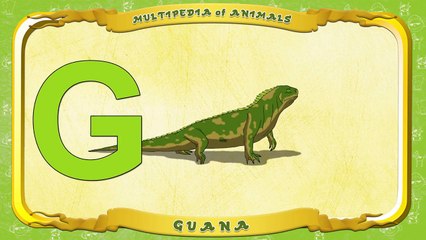 Multipedia of Animals. Letter G Guana