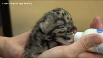Nato un tenerissimo leopardo a sei giorni beve il latte