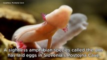 Le incredibili immagini delle uova di un cucciolo di drago