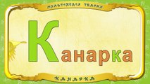 Мультіпедія тварин. Літера К Канарка