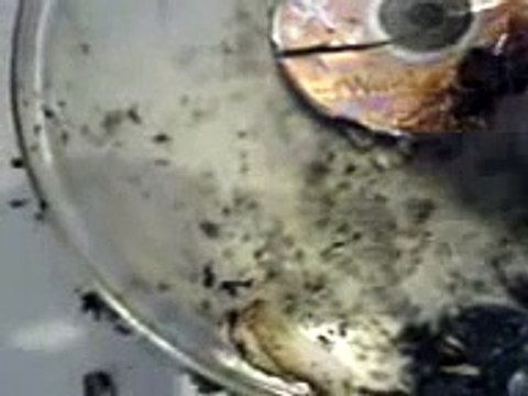 How to burn a windows xp cd (legal) part2