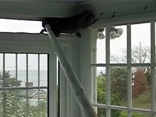 Damn Rabid Racoon in the Porch, using flag pole
