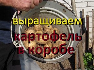КОРТОШКА В КОРОБЕ / Эксперимент посадки картофеля в Ящике / Cottage / Garden / Gardening