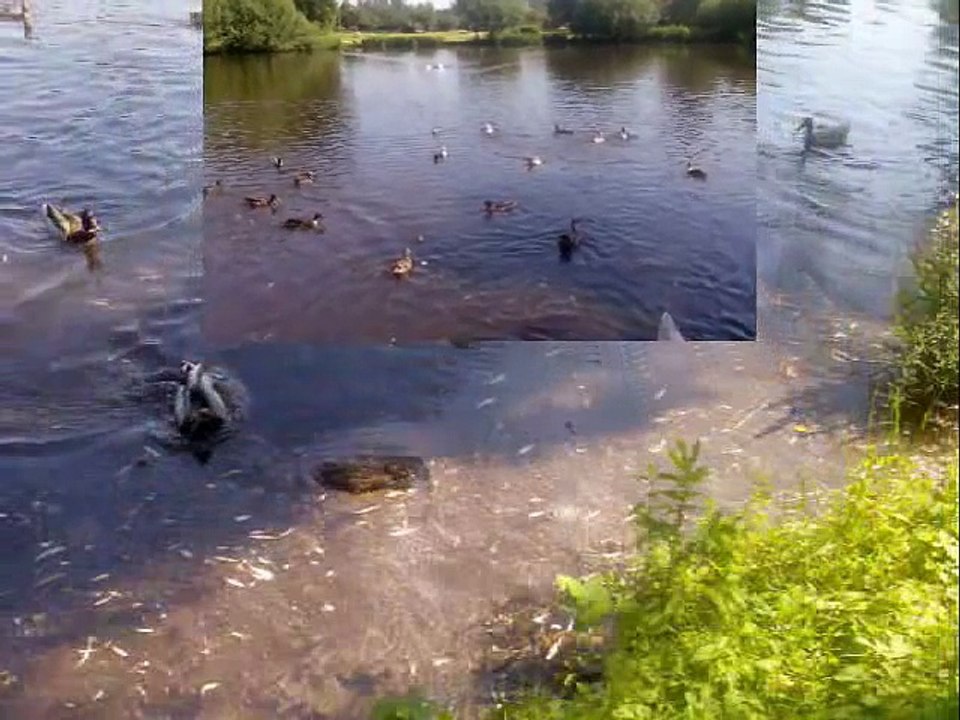 Paul Potts - Amapola