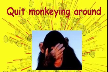 Russian Chimp Goes To Rehab For Addiction