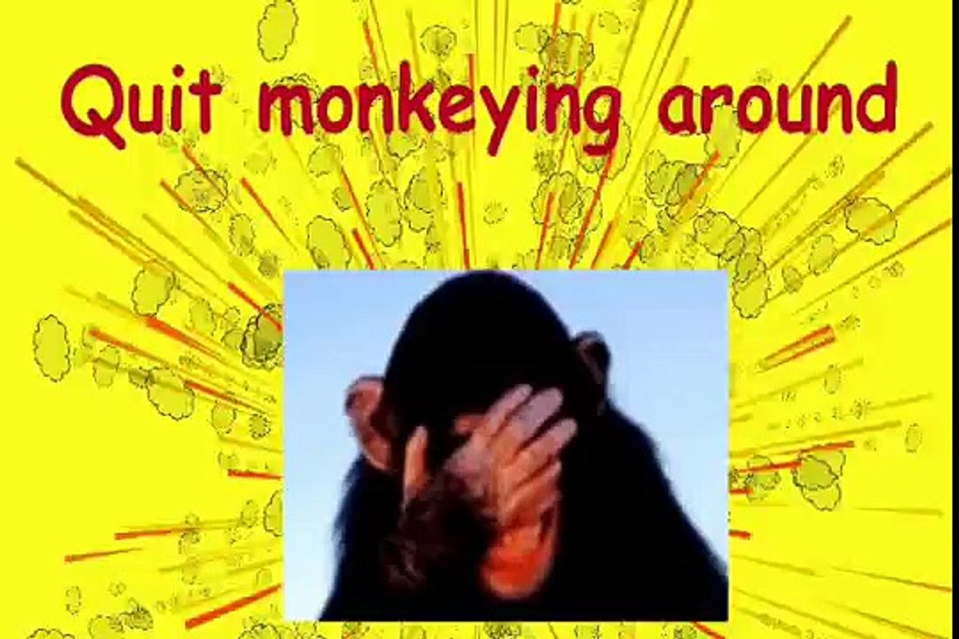 Russian Chimp Goes To Rehab For Addiction