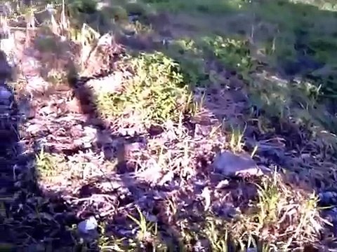 Косой Клин. Жаворонки зарастают мусором