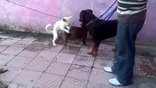 3 anjing