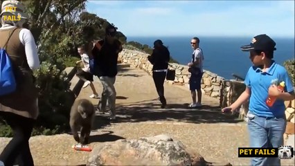 STEALING ANIMALS - Funny Dogs & Cats Compilation 2014 - Pt .1