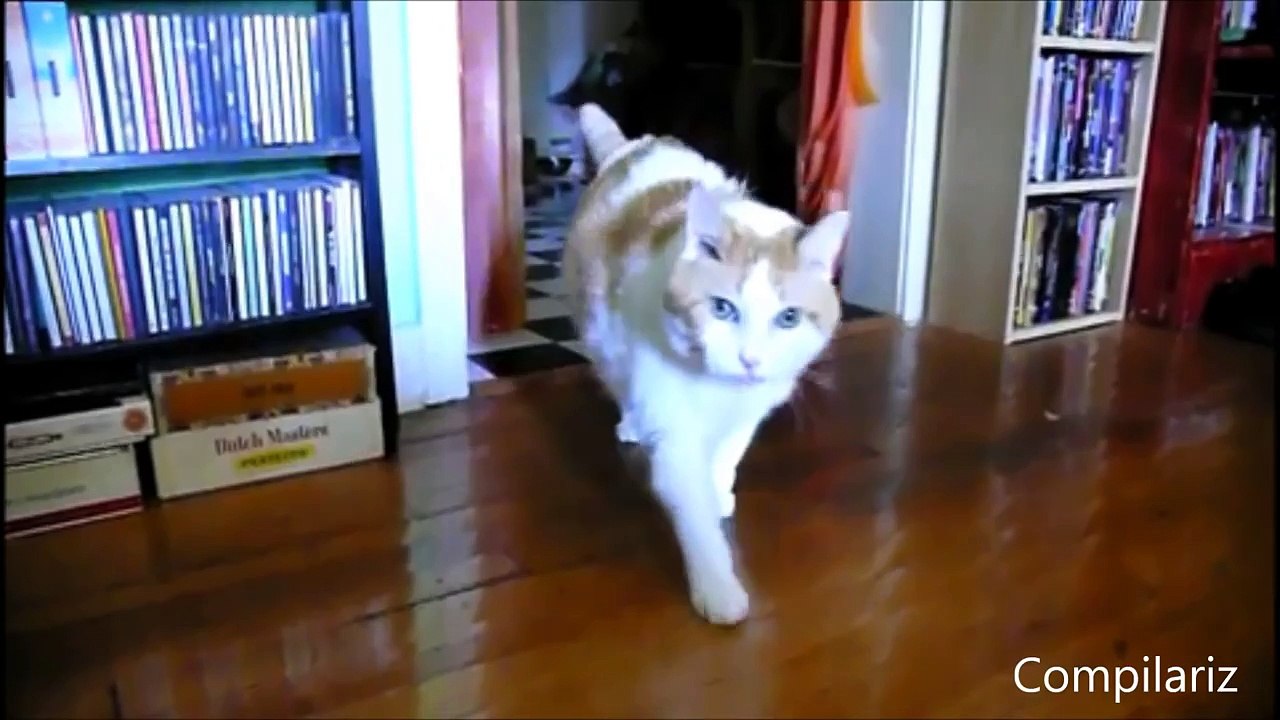 'Hello' Cats Compilation