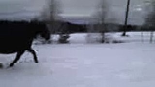 Nikita playing in the snow