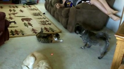 Little Dog Tries to Play With Cat