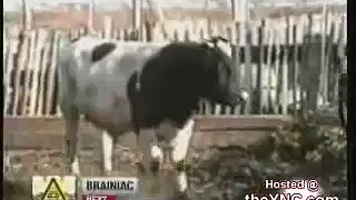 vaca tarada