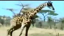 Lion vs Giraffe - Shocking Giraffe Kills Lion Bloody Fight