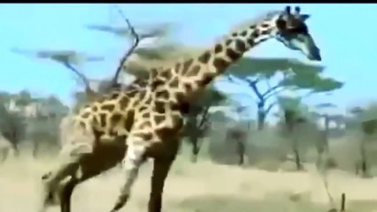 Lion vs Giraffe - Shocking Giraffe Kills Lion Bloody Fight